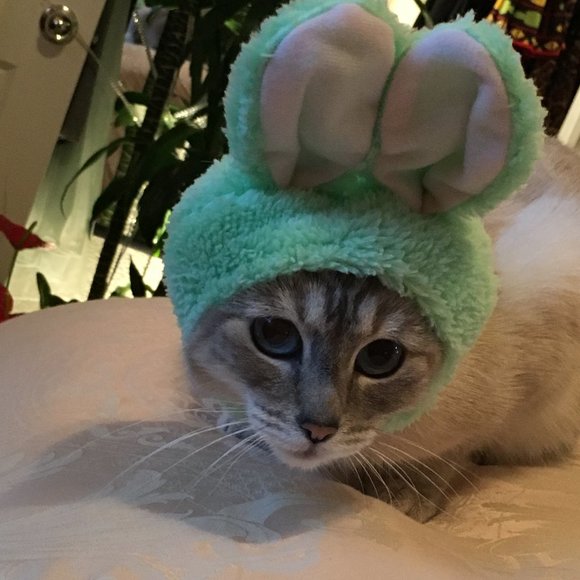 Meet your Posher, Bimmy - Picture 4 of 11